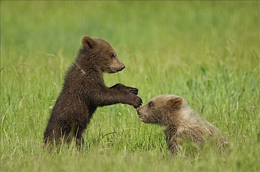 两个,棕熊