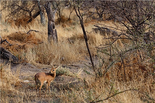埃托沙国家公园,纳米比亚