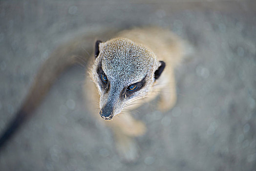 猫鼬,细尾獴属,头像,乔贝国家公园,博茨瓦纳,赞比亚,非洲