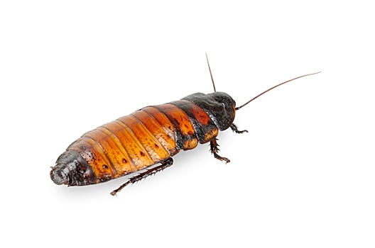 马达加斯加,蟑螂