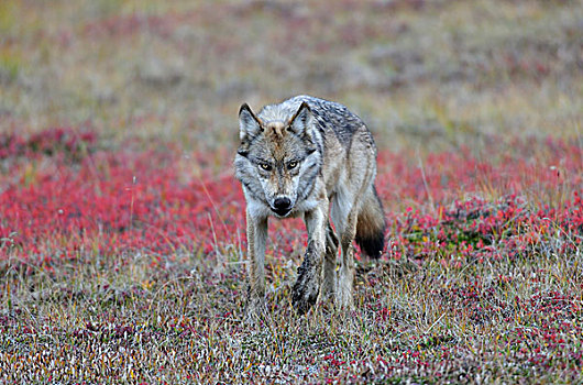 狼,攻击,德纳里峰国家公园,阿拉斯加,美国