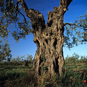 橄榄树,西班牙,欧洲