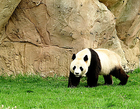 中国,熊猫,动物园