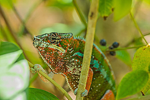 madagascar马达加斯加变色龙微距