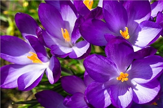 春天,阳光,紫色,藏红花