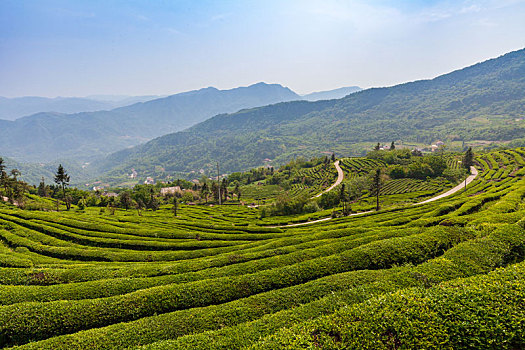 晴日里的茶园很壮观