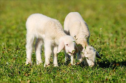 两只,羊,绵羊,草地,巴伐利亚,德国