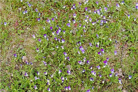 小,紫色,春花