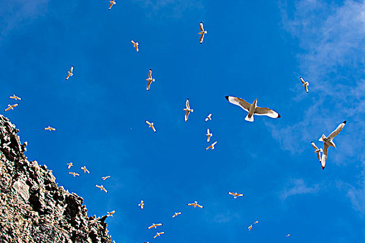 挪威,斯瓦尔巴特群岛,黑脚三趾鸥,三趾鸥,生物群,悬崖