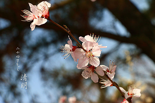 二十四节气