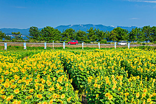 向日葵地,山