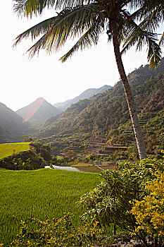 稻米梯田,吕宋岛,菲律宾
