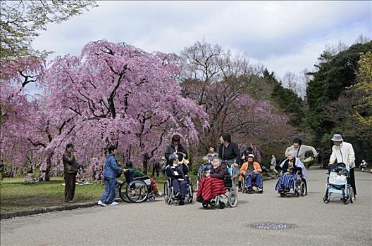 老人,轮椅,植物园,红色,樱花,京都,日本,亚洲
