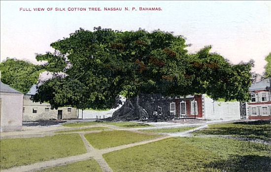 树,拿骚,新普罗维登斯,巴哈马