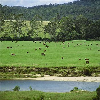 菜牛,放牧,旁侧,河,澳大利亚