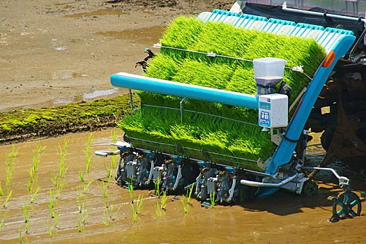水稻种植