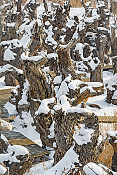 白雪皑皑里千年不倒的胡杨树