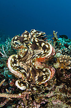 巨蛤,彩虹,礁石,斐济