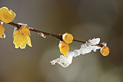 腊梅,蜡花,腊梅花,蜡木,蜡梅