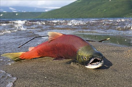 红大马哈鱼,红鲑鱼,死亡,卵,堪察加半岛,俄罗斯