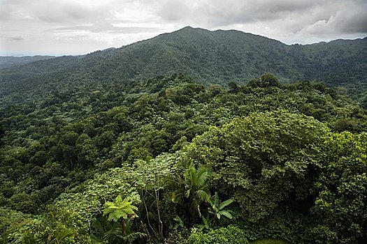 俯视,雨林,国家公园,波多黎各