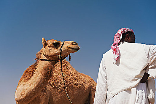男人,骆驼,市场,阿布扎比,阿联酋