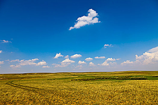 内蒙古希拉穆仁草原