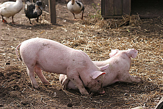 两个,猪,农场,院子