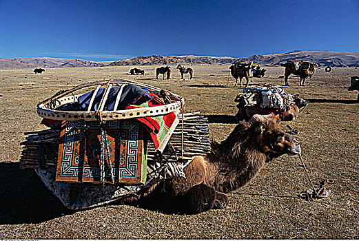 骆驼,牧群,蒙古