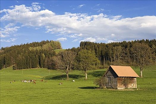 牛,草场,感知,地区,弗里堡,瑞士