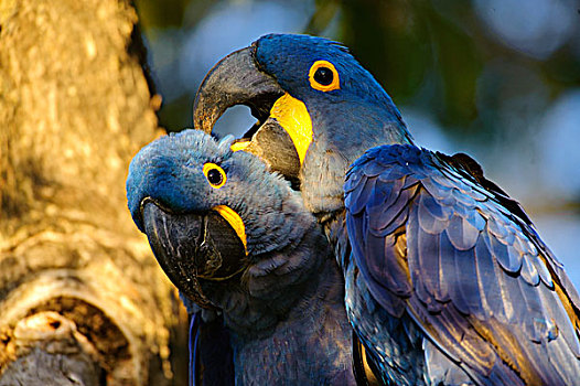 紫蓝金刚鹦鹉,一对,打扮,潘塔纳尔,巴西