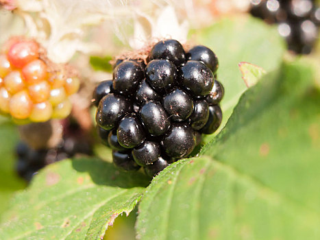 大,新鲜,成熟,黑莓,特写,叶子