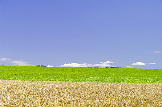 麦田,绿色,山,蓝天
