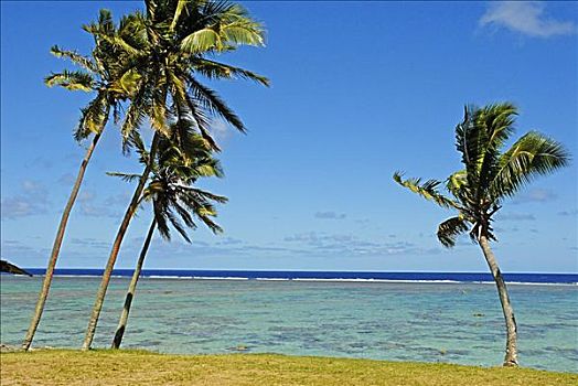 斐济,维提岛,珊瑚海岸,草,海岸线,三个,棕榈树,礁石,海洋,背景