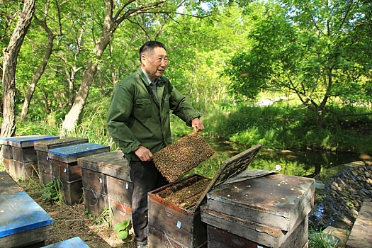 山东省日照市,又是一年槐花季,养蜂人闻香而来采蜜忙