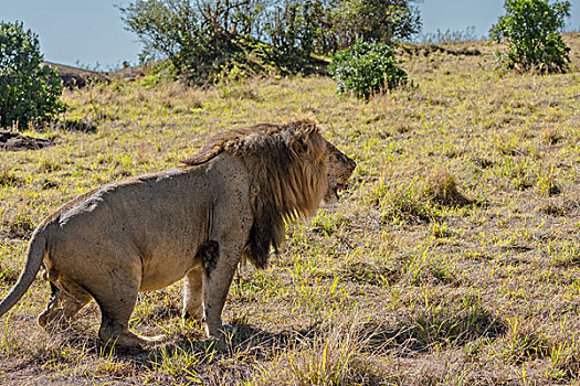 肯尼亚马赛马拉国家公园公狮子