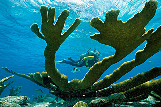 游泳,后面,埃尔克宏,珊瑚,荷兰,安的列斯群岛,加勒比