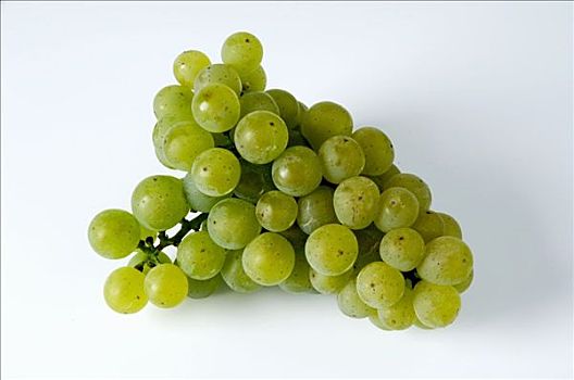绿葡萄,品种