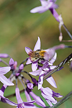 蜜蜂,花粉,紫花