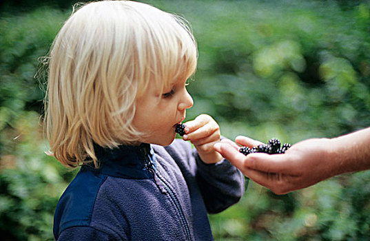 小男孩,吃,黑莓