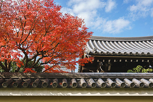 秋天枫叶季节的日本寺庙庭院和建筑景观,日本京都建仁寺园林景观和寺庙建筑