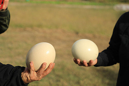 一枚蛋卖188元,36岁女子靠一群鸟发家致富