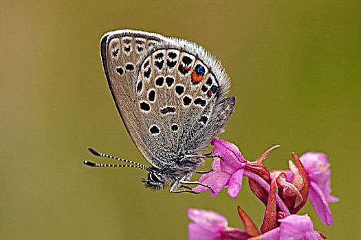 蝴蝶,兰花,上陶恩山国家公园,奥地利