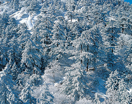 山西,积雪,树