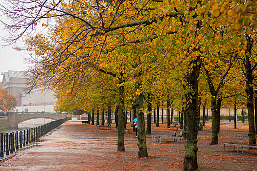 德国柏林,菩提树下大街秋天的枫树