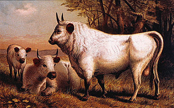 牛,1898年