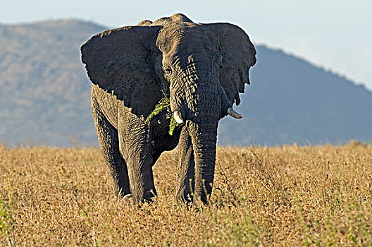 非洲象,雄性动物,警惕,姿势,塞伦盖蒂,坦桑尼亚,非洲