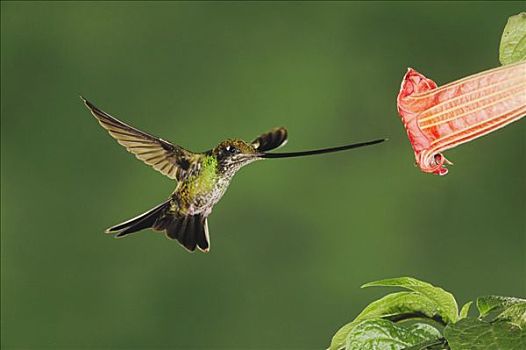 雌性,飞行,进食,曼陀罗花,花,长嘴,厄瓜多尔,安第斯山,南美