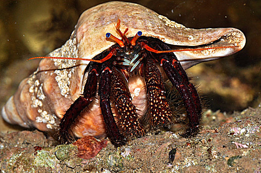 珊瑚细螯寄居蟹