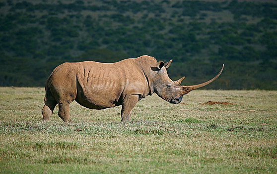 白犀牛,禁猎区,高原,肯尼亚,非洲